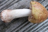 Amanita flavorubens image