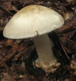 Amanita brunnescens image