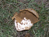 Calvatia pachyderma image