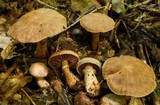 Cortinarius torvus image