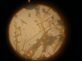 Calvatia pachyderma image