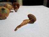 Gymnopilus luteofolius image