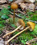 Entoloma luteum image