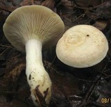 Lactarius chrysorrheus image