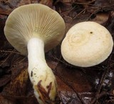 Lactarius chrysorrheus image