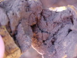 Scleroderma areolatum image