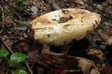 Russula compacta image