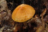 Cortinarius corrugatus image