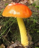 Amanita parcivolvata image