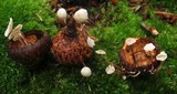 Marasmiellus praeacutus image