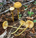Entoloma unicolor image