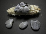 Ustilago maydis image