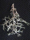 Tornabea scutellifera image