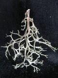 Tornabea scutellifera image