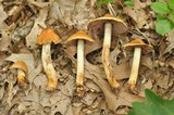 Cortinarius corrugatus image