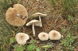 Marasmius albogriseus image