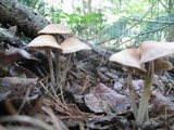 Gymnopus confluens image