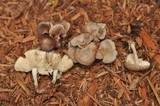 Gymnopus luxurians image