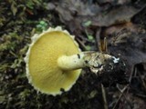 Suillus americanus image