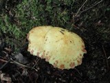 Suillus americanus image