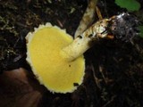 Suillus americanus image