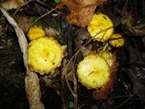 Suillus americanus image