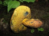 Boletus luridus image