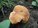 Boletus luridus image