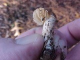 Collybia oregonensis image