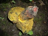 Boletus luridus image