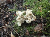 Clavulina rugosa image