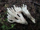 Clavulina cinerea image