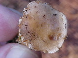 Collybia oregonensis image