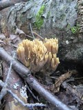 Ramaria stricta image