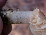 Collybia oregonensis image