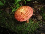 Suillus spraguei image