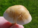 Collybia oregonensis image