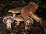 Cortinarius torvus image