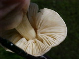 Collybia oregonensis image