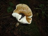 Amanita brunnescens image