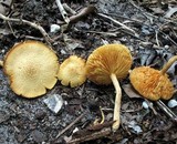 Gymnopilus aeruginosus image
