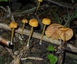 Entoloma unicolor image