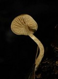 Simocybe centunculus var. centunculus image