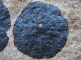 Image of Wahlenbergiella mucosa