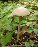 Panaeolus antillarum image