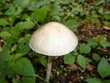 Panaeolus antillarum image