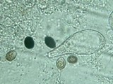 Panaeolus antillarum image