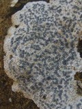Diplotomma venustum image