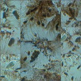 Diplotomma venustum image