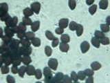 Parasola auricoma image